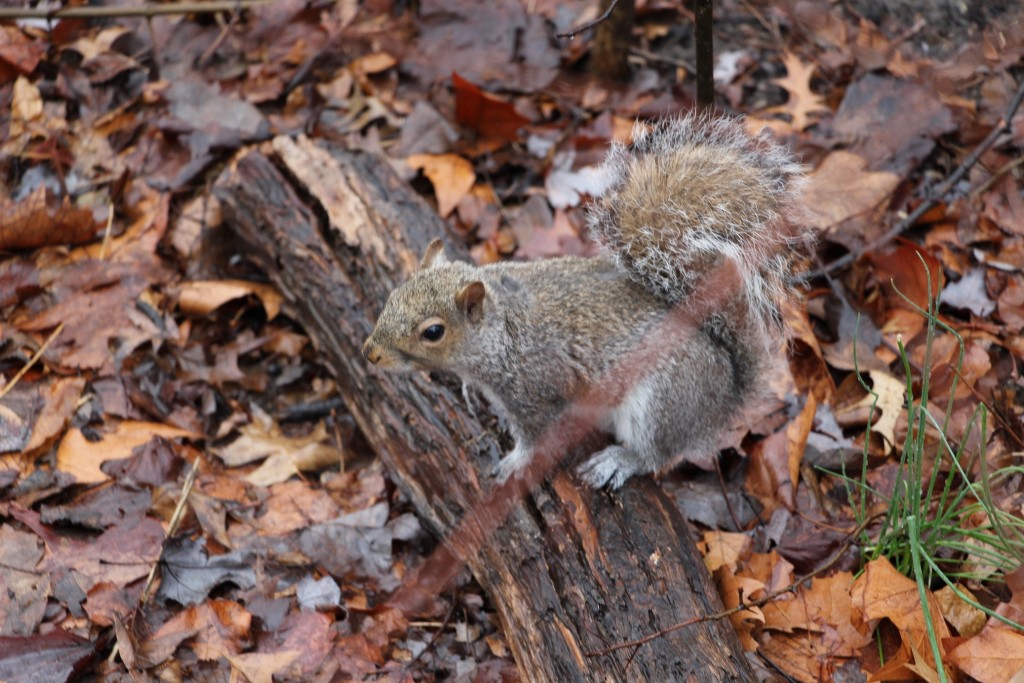 Ecureuil gris à Central Park